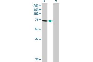 Western Blot analysis of DDX43 expression in transfected 293T cell line by DDX43 MaxPab polyclonal antibody. (DDX43 antibody  (AA 1-648))
