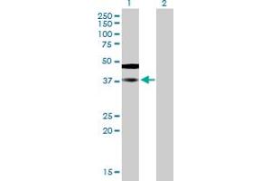 Western Blot analysis of SAMSN1 expression in transfected 293T cell line by SAMSN1 MaxPab polyclonal antibody. (SAMSN1 antibody  (AA 1-373))