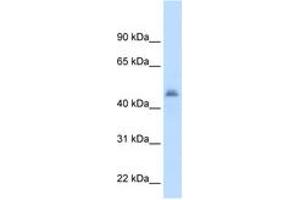 Image no. 1 for anti-Cytochrome P450, Family 3, Subfamily A, Polypeptide 7 (CYP3A7) (AA 251-300) antibody (ABIN204977) (CYP3A7 antibody  (AA 251-300))