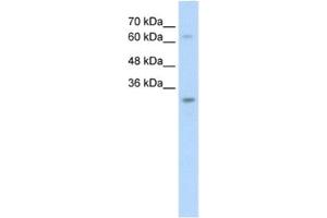 Western Blotting (WB) image for anti-Non-SMC Element 1 Homolog (NSMCE1) antibody (ABIN2462690) (NSMCE1 antibody)