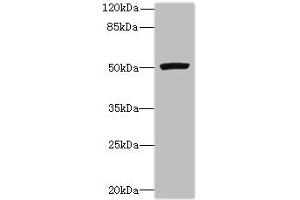 Western blot All lanes: PORCN antibody at 3 μg/mL + Mouse thymus tissue Secondary Goat polyclonal to rabbit IgG at 1/10000 dilution Predicted band size: 53, 52, 43 kDa Observed band size: 53 kDa