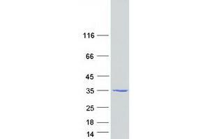 ARPIN Protein (Myc-DYKDDDDK Tag)