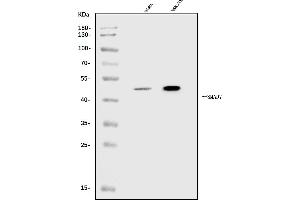 Western blot analysis of MADH7/SMAD7 using anti-MADH7/SMAD7 antibody (ABIN7601444).