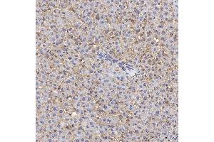 IHC analysis of Tim 2/Timd2 using anti-Tim 2/Timd2 antibody (ABIN7602933). (TIMD2 antibody  (C-Term))