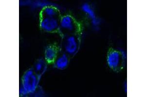 Confocal immunofluorescence analysis of methanol-fixed HEK293 cells trasfected with EphB4-hIgGFc using EphB4 mouse mAb (green), showing membrane localization. (EPH Receptor B4 antibody)