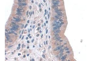 Detection of GPX3 in Mouse Uterus Tissue using Polyclonal Antibody to Glutathione Peroxidase 3, Plasma (GPX3) (GPX3 antibody  (AA 3-72))