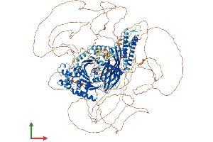 AlphaFold protein structure predicition of Mouse Recombinant Fam135a Protein, UniprotID Q6NS59 (FAM135A Protein (AA 1-1506) (His tag))