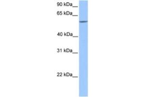 Western Blotting (WB) image for anti-Ets2 Repressor Factor (ERF) antibody (ABIN2460262) (ERF antibody)