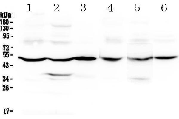 GDA anticorps  (AA 220-446)