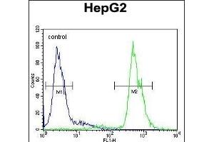 MSTR Antibody (N-term) (ABIN654568 and ABIN2844273) flow cytometric analysis of HepG2 cells (right histogram) compared to a negative control cell (left histogram). (MAMSTR antibody  (N-Term))