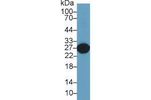 Western Blot; Sample: Rat Liver lysate; Primary Ab: 2µg/ml Rabbit Anti-Rat GSTa5 Antibody Second Ab: 0. (GSTa5 antibody  (AA 1-221))