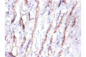 Immunohistochemistry of paraffin-embedded human kidney tissue using ABIN7148991 at dilution of 1:10 (CST3 antibody  (AA 27-146))