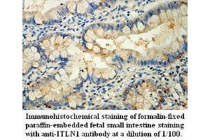 Image no. 1 for anti-Intelectin 1 (Galactofuranose Binding) (ITLN1) antibody (ABIN1577366) (ITLN1/Omentin antibody)