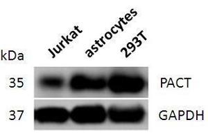 Western blot analysis of PACT expression in lysates of Jurkat cells, astrocytes and 293T cells. (RBBP6 antibody  (full length))