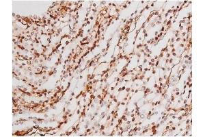ABIN6267365 at 1/200 staining Mouse kidney tissue sections by IHC-P.