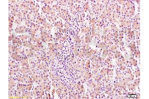 Formalin-fixed and paraffin embedded rat liver tissue labeled Anti-GHR Polyclonal Antibody, Unconjugated (ABIN671481) at 1:400, followed by conjugation to the secondary antibody and DAB staining