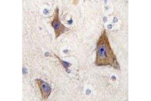 IHC analysis of FFPE human brain tissue stained with GPR49 antibody (LGR5 antibody  (AA 443-473))