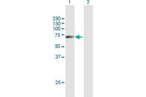 Western Blot analysis of STAU1 expression in transfected 293T cell line by STAU1 MaxPab polyclonal antibody. (STAU1/Staufen antibody  (AA 1-577))