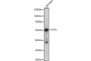 Western blot analysis of extracts of rat brain, using FUT1 antibody (ABIN7267272) at 1:1000 dilution. (FUT1 antibody  (AA 130-310))