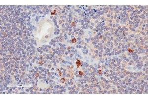 Immunohistochemical staining of human tonsil tissue using anti-CD3E antibody. (Recombinant CD3 epsilon antibody)