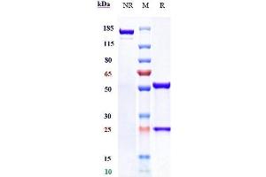 Anti-CD38 Reference Antibody (isatuximab) on SDS-PAGE under reducing (R) condition. (Recombinant CD38 (Isatuximab Biosimilar) antibody)