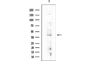 Western blot analysis of lysates from A549 cells(heat-shock treatment), using CXCR4 Mouse Monoclonal Antibody at 1/1000 dilution.