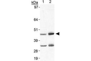 Western blot analysis of Plin5 in heart lysate using Plin5 polyclonal antibody . (PLIN5 antibody  (AA 400-463))