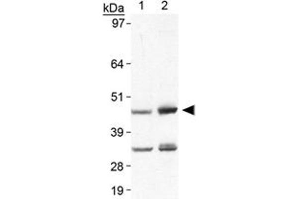 PLIN5 Antikörper  (AA 400-463)