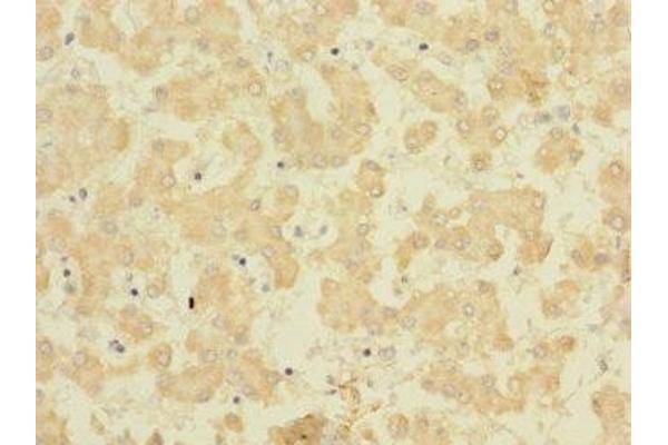FAM187B antibody  (AA 18-335)