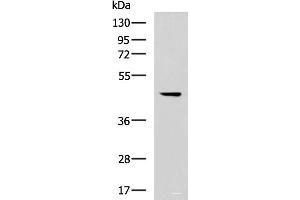 Western blot analysis of 293T cell lysate using MLNR Polyclonal Antibody at dilution of 1:500 (Motilin Receptor antibody)
