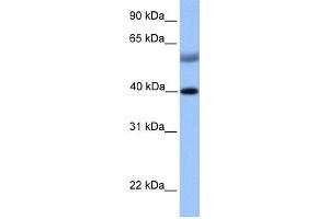 WB Suggested Anti-ISL1 Antibody Titration:  0.