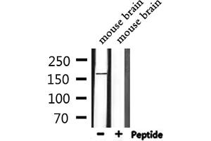 Western blot analysis of extracts from mouse brain, using LMTK2 Antibody. (LMTK2 antibody  (Internal Region))