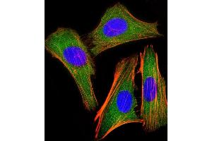 Immunofluorescent analysis of 4% paraformaldehyde-fixed, 0. (IRF3 antibody)