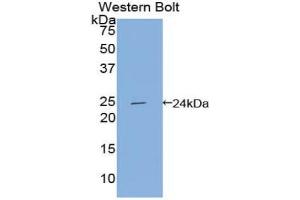 Western blot analysis of the recombinant protein. (Apolipoprotein F antibody  (AA 122-307))