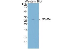 Western blot analysis of the recombinant protein. (FOS antibody  (AA 55-298))
