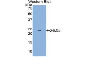 Western Blotting (WB) image for anti-Vascular Endothelial Growth Factor A (VEGFA) (AA 27-190) antibody (ABIN3209188) (VEGFA antibody  (AA 27-190))