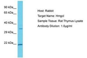 Image no. 1 for anti-3-Hydroxymethyl-3-Methylglutaryl-CoA Lyase (HMGCL) (AA 251-300) antibody (ABIN6750358) (HMGCL antibody  (AA 251-300))