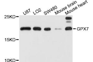 Western blot analysis of extracts of various cell lines, using GPX7 antibody (ABIN5972078) at 1/1000 dilution. (Glutathione Peroxidase 7 antibody)