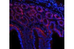 IF analysis of Tspan-8/Tspan8 using anti-Tspan-8/Tspan8 antibody (ABIN7599681). (Tspan-8 antibody  (AA 108-203))