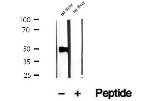 Western blot analysis of extracts of rat liver tissue, using PMPCB antibody.