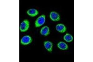 Confocal immunofluorescent analysis of GCLC / GLCLC Antibody (N-term) Cat. (GCLC antibody  (N-Term))