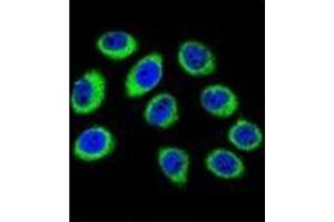 Confocal immunofluorescent analysis of GCLC / GLCLC Antibody (N-term) Cat. (GCLC antibody  (N-Term))