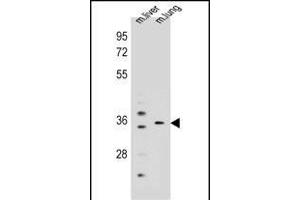 KCNRG antibody  (C-Term)