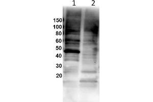 Western Blot of Rabbit Anti-Gata1 antibody. (GATA1 antibody  (Internal Region))