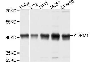 Western blot analysis of extracts of various cells, using ADRM1 antibody. (ADRM1 antibody)