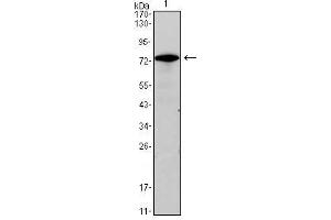 Western Blot showing GATA3 antibody used against GATA3 (AA: 175-388)-hIgGFc transfected HEK293 cell lysate. (GATA3 antibody)