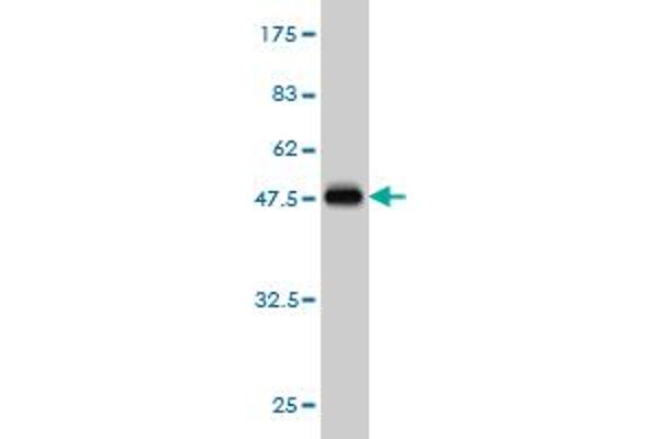 CIB1 antibody  (AA 1-191)