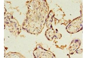 Immunohistochemistry of paraffin-embedded human placenta tissue using ABIN7166735 at dilution of 1:100 (KIAA1191 antibody  (AA 32-305))