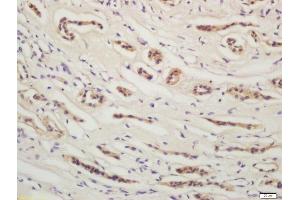 Formalin-fixed and paraffin embedded human kidney labeled with Rabbit Anti-YES1 Polyclonal Antibody, Unconjugated  at 1:200 followed by conjugation to the secondary antibody and DAB staining (YES1 antibody  (AA 441-541))