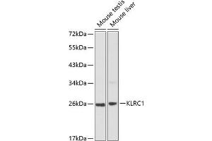 Western blot analysis of extracts of various cell lines, using KLRC1 antibody (ABIN3021798, ABIN3021799, ABIN3021800 and ABIN6215936) at 1:1000 dilution. (KLRC1 antibody  (AA 96-215))